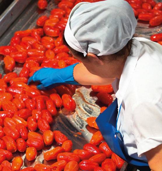 La filiera del pomodoro