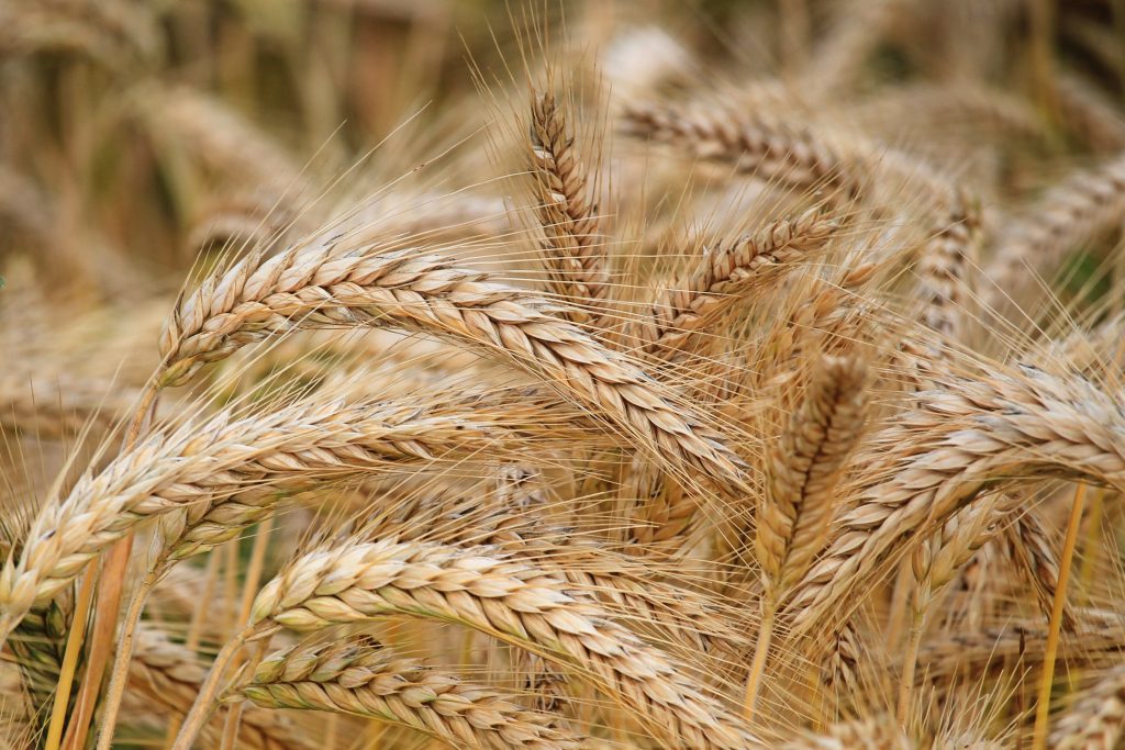 La pasta integrale: tutti gli splendidi benefici