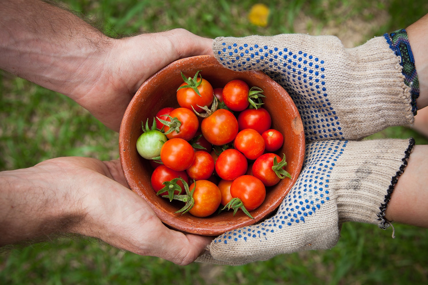 Summer: It's Tomato Time!